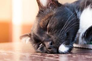 ein schwarz Katze Schlaf Sein müde im Gemeinschaft foto