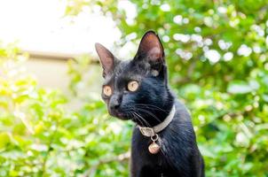 ein schwarz Katze im Gemeinschaft schwarz Katze im Herbst Blätter schließen oben Foto , Tier Porträt schwarz Kätzchen