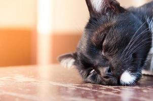 ein schwarz Katze Schlaf Sein müde im Gemeinschaft foto