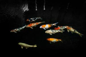 schön Karpfen Koi Fisch Schwimmen im Teich im das Garten4 foto