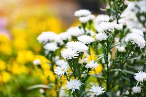 Weiß Blumen im das Garten Margerite, Margerite Michaeli Gänseblümchen, Boston Gänseblümchen, Paris Gänseblümchen, cobby Gänseblümchen und Dill foto
