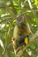 Kapuziner Affe Essen ein Banane während halten Ein weiterer im das Amazonas foto