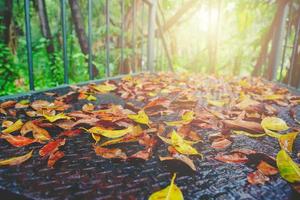 Herbst und grüne Blätter auf altem rostigem Stahl nass Gehweg im Freien foto