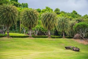 grünes Gras in einem Golfplatzgarten foto
