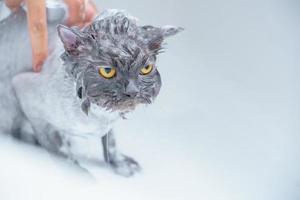 Friseur, der Schönheitspflege auf einer wütenden nassen Katze tut foto