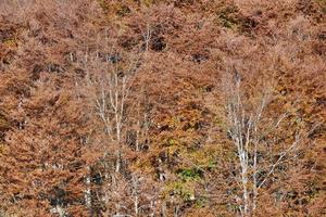 Bäume im Wald foto