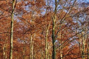 Bäume im Wald foto