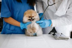 pommerschen Hund bekommen Injektion mit Impfstoff während geplanter Termin im ein Veterinär Klinik foto