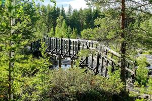 Bäume im Wald foto