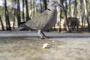 Tauben Essen im das Wald foto