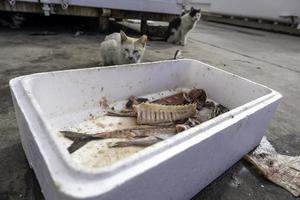 Katze Essen Fisch auf das Straße foto