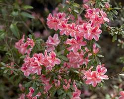 ziemlich Rosa und Weiß Blumen im voll blühen foto