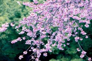 Sanft Fokus, Kirsche Blüten Blühen auf verschwommen Natur Hintergrund ein Frühling Tag voll blühen im Japan foto
