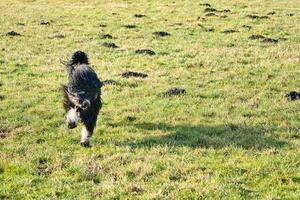 schwarz goldendoodle Laufen im ein Wiese während spielen. flauschige lange schwarz Mantel. foto