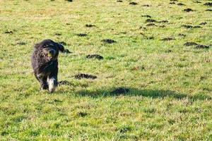 schwarz goldendoodle Laufen im ein Wiese während spielen. flauschige lange schwarz Mantel. foto