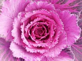 Kohl Blume. lila Blumenkohl. Brassica oleracea. violett Kohl Gemüse Vegetarier und vegan Lebensmittel. foto