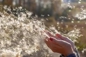 ein Menge von Flaum von Rohrkolben fliegt im das Wind von das Hände von ein Mädchen. selektiv flach Fokus auf das Flaum, Herbst Hintergrund verschwommen. foto