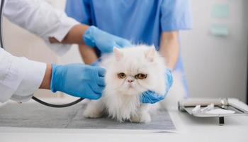 Veterinär zum Behandlung krank Katzen, pflegen Tier Gesundheit Konzept, im Krankenhaus foto