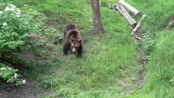 braun Bär ursus Arctos im das Wald foto