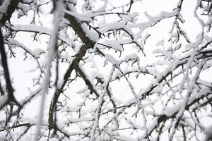 viele Baum Geäst im das Winter Schnee. Winter Hintergrund. foto