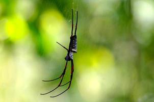 schwarz Riese Spinne foto