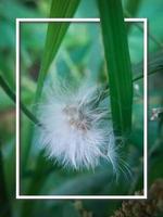 ein Weiß Löwenzahn ist im ein Grün Feld mit Weiß Rahmen foto