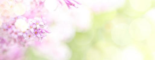 breit Frühling Blühen Banner. Rosa lila Baum Blumen mit Bokeh Beleuchtung auf verwischen Laub Hintergrund. foto