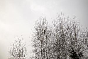 Jay Vogel Silhouette Sitzung im das dünn oben Geäst von Bäume gegen ein klar hell Weiß Himmel im Frühling Park foto