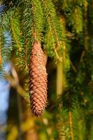 ein isoliert Fichte Kegel auf ein sonnig des Winters Tag foto