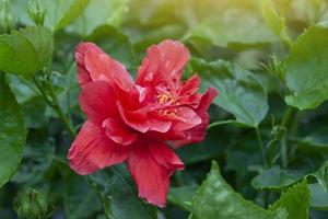 Rote Hibiskusblüte, chinesische Rose oder Chaba-Blume blühen auf verschwommenem Naturhintergrund. foto