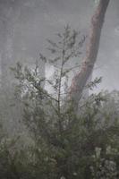Wald mit Nebel und Nostalgie foto