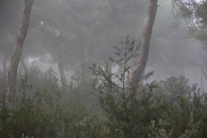 Wald mit Nebel und Nostalgie foto