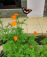 schwarz Schmetterling thront auf Blume foto