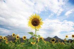 Sonnenblume mit das Himmel. foto