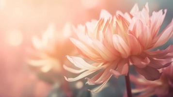 Sanft verträumt Süss Blume zum Liebe Romantik Hintergrund. foto