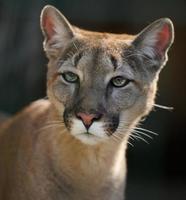 Porträt von ein Erwachsene weiblich Puma auf ein Frühling Tag foto