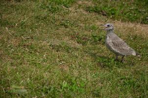 Möwe Küken Laufen auf Gras foto