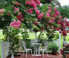 Sommer- Veranda mit geschmiedet Eisen Möbel und blühen Krepp Myrte Baum foto