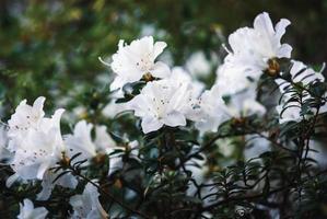 Weiß Azalee blühen im früh Frühling foto