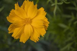 schließen oben Foto von Gelb Kosmos Blume wann Frühling Jahreszeit.