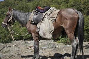 Pferd mit ein Tasche auf seine zurück im das Berge von Aserbaidschan foto