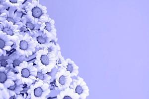 Kamille Strauß auf Licht violett Hintergrund. klein Weiß Chrysanthemen neu lackiert im modisch sehr peri Farbe. Karte mit Platz zum Text. foto