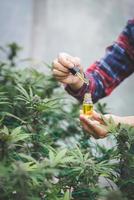 hand, die pipette mit cannabisöl gegen cannabispflanze, cbd-hanföl, medizinisches marihuanaölkonzept hält foto