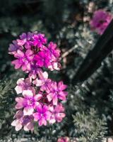 schließen oben schön lila Blumen im das Garten. selektiv Fokus Natur. Jahrgang verschwommen Hintergrund zum Anwendung Facebook, tickt. foto