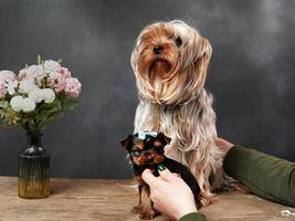 Erwachsene yorkshearer Terrier Mädchen sitzt auf in der Nähe von zu ein yorkshearer Terrier Hündchen auf ein hölzern Tabelle gegen ein schwarz Hintergrund foto