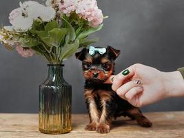 ein Niedlich, flauschige Yokshire Terrier Hündchen Sitzung auf ein hölzern Tisch. posieren auf Kamera. das Hündchen hat ein Blau Bogen auf es ist Kopf, ein Vase mit Rosa Blumen steht in der Nähe auf schwarz Hintergrund foto