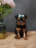 ein Niedlich, flauschige Yokshire Terrier Hündchen Sitzung auf ein hölzern Tisch. posieren auf Kamera. das Hündchen hat ein Blau Bogen auf es ist Kopf, ein Vase mit Rosa Blumen steht in der Nähe auf schwarz Hintergrund foto