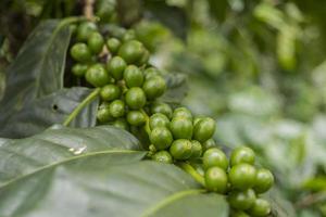 schließen oben Foto von Grün Kaffee Bohne wann Frühling Jahreszeit. das Foto ist geeignet zu verwenden zum Natur Hintergrund, Inhalt Sozial Medien und Obst Poster.