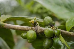 schließen oben Foto von Grün Kaffee Bohne wann Frühling Jahreszeit. das Foto ist geeignet zu verwenden zum Natur Hintergrund, Inhalt Sozial Medien und Obst Poster.