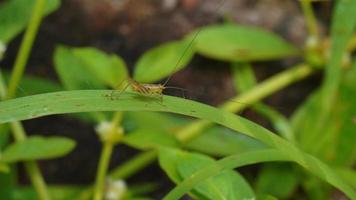 Makro Foto von ein Zikade Kind auf das Gras